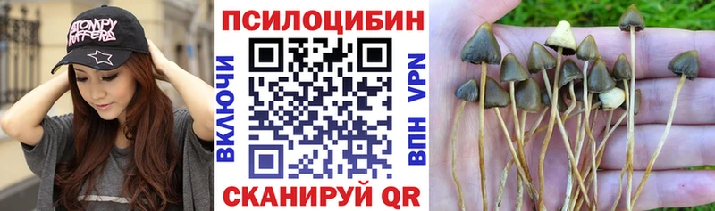Псилоцибиновые грибы Psilocybe  KRAKEN сайт  Никольск  продажа наркотиков 